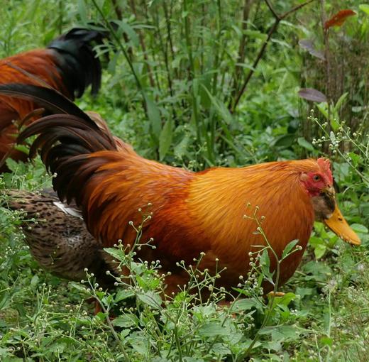 有机公鸡｜阉鸡｜500+天｜龙游顺丰发出 商品图7