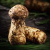 香格里拉空运松茸（7-9cm）500g 商品缩略图0