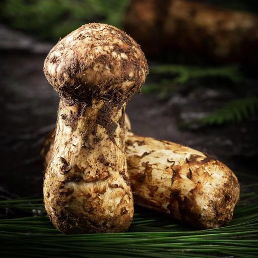 香格里拉空运松茸（7-9cm）500g 商品图0