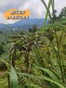 限时秒杀多赠1袋紫粥米!【云南墨江梯田老品种紫米】原生态自然种植不染色粒粒饱满软糯粘稠带着纯正米香 口感好 适合煮粥 煮饭做饭团...5斤装~ 商品缩略图1