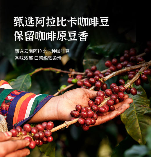 白芸豆黑咖啡5盒装/10盒装 商品图2