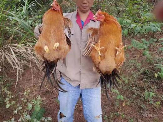 有机公鸡｜阉鸡｜500+天｜龙游顺丰发出 商品图6