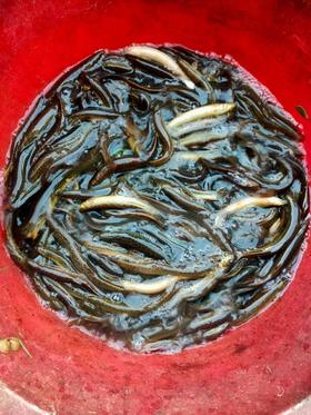 土泥鳅，1斤，邵阳带回来的