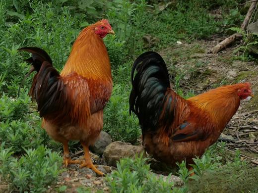 有机公鸡｜阉鸡｜500+天｜龙游顺丰发出 商品图9