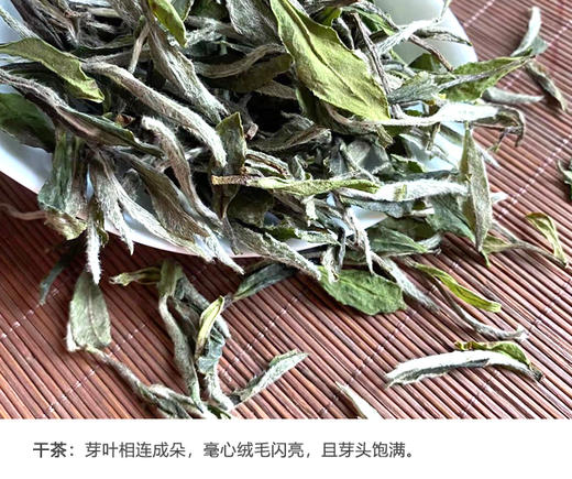 福鼎白茶 | 小城之春 2024年 磻溪核心产区 自然山物 一级白牡丹 60g/盒 商品图5