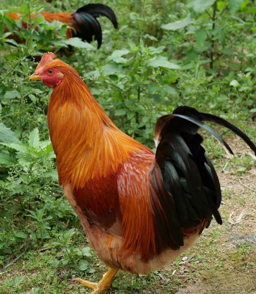 有机公鸡｜阉鸡｜500+天｜龙游顺丰发出 商品图8