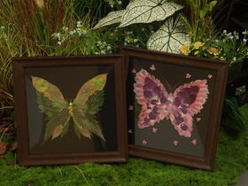 蝴蝶押花相框