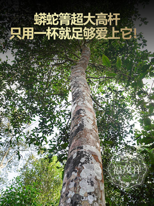 积分兑换【蟒蛇箐高杆散茶】普洱玩家斗茶级高杆 严选蟒蛇箐超大高杆古树 2024年春茶易武茶区蟒蛇箐普洱茶生茶高杆古树纯料散茶罐装150g 商品图1