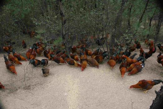 有机公鸡｜阉鸡｜500+天｜龙游顺丰发出 商品图3