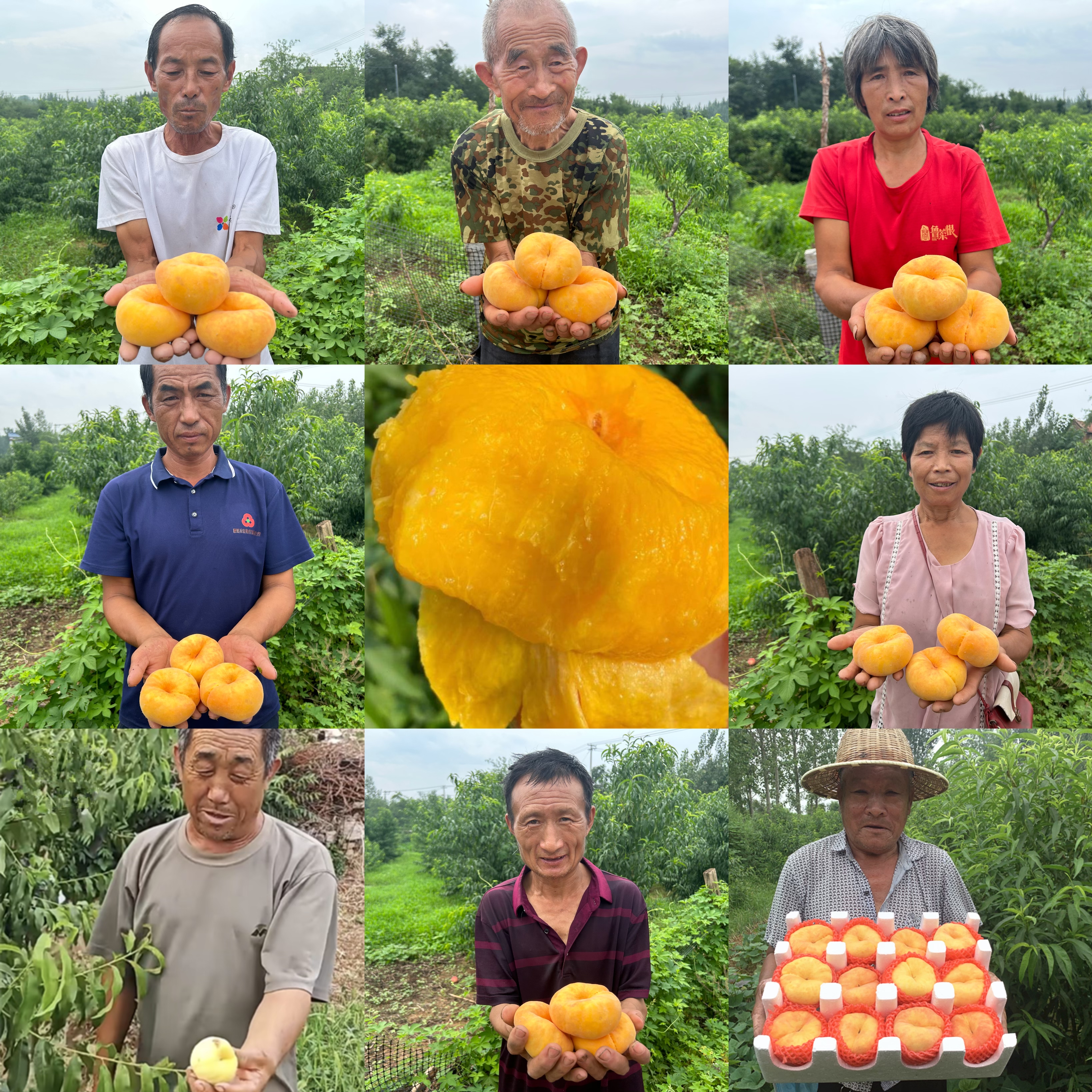 蒙阴黄金毛蟠桃|山人优选，桃香馥郁，皮薄肉厚