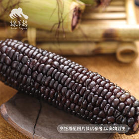 生态阳曲甜糯玉米 | 合作生产*Ecological sweet-waxy maize| Partner Production