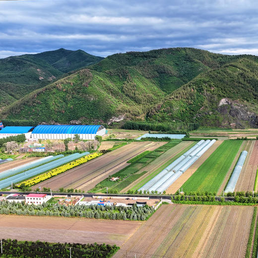 农家种植薄皮脆椒  麻椒  皮薄脆嫩  口感微甜  每天新鲜采摘发货  青椒  300g 商品图4