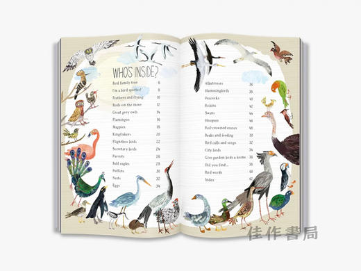 The Big Book of Birds (The Big Book Series) / 鸟类大书（大书系列） 商品图3