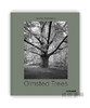 Olmsted Trees (Bilingual edition): Stanley Greenberg / 奥姆斯特德树：斯坦利·格林伯格 商品缩略图0