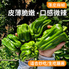 农家种植薄皮脆椒  麻椒  皮薄脆嫩  口感微甜  每天新鲜采摘发货  青椒  300g 商品缩略图0