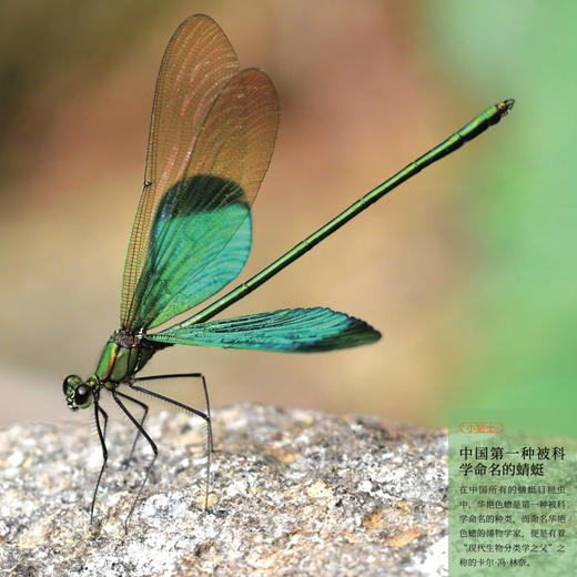 《生活观察图鉴 中国常见昆虫观察图鉴》 商品图11