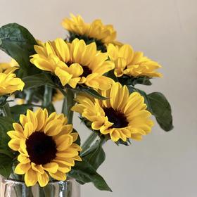 黄色向日葵 5枝 