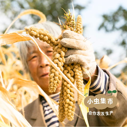 生态小米米线 500g/袋*2 | 合作农友生产，来自江西抚州，生产者是：李明攀 *【公平贸易农人定价】 商品图7