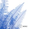 永生花材 ｜ 芒其叶蓝色 商品缩略图3