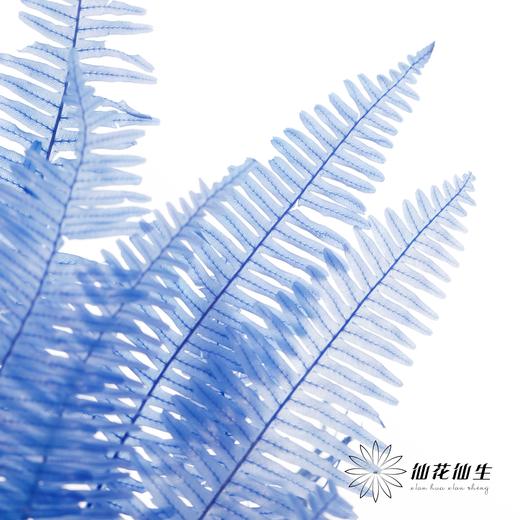 永生花材 ｜ 芒其叶蓝色 商品图3