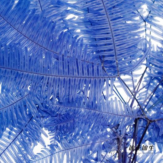 永生花材 ｜ 芒其叶蓝色 商品图2