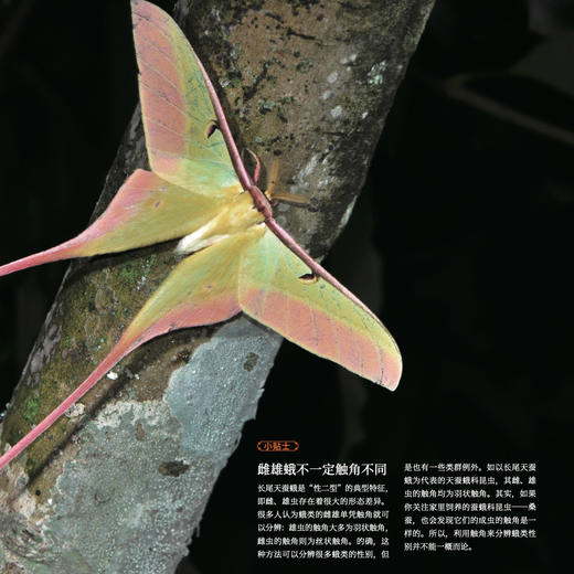 《生活观察图鉴 中国常见昆虫观察图鉴》 商品图7
