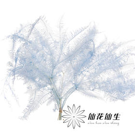 永生花材 | 芒其叶浅蓝色