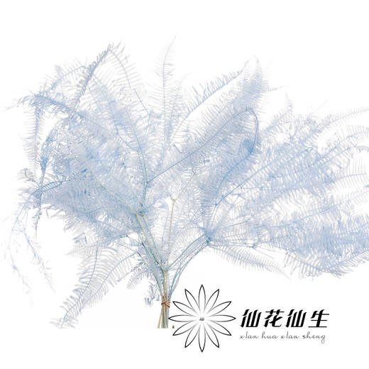 永生花材 | 芒其叶浅蓝色 商品图0