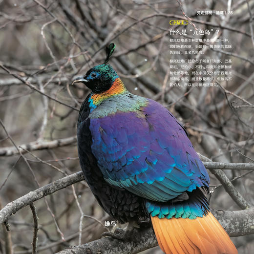 《生活观察图鉴 中国常见鸟类观察图鉴》 商品图7