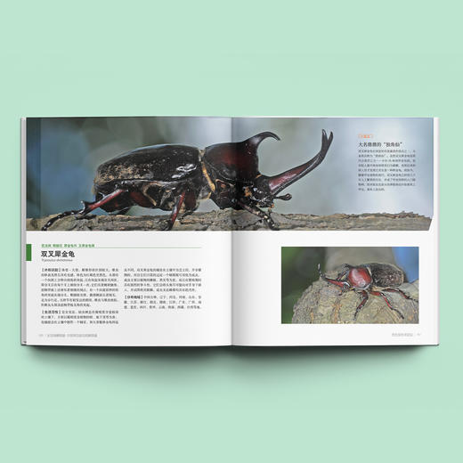 《生活观察图鉴 中国常见昆虫观察图鉴》 商品图2