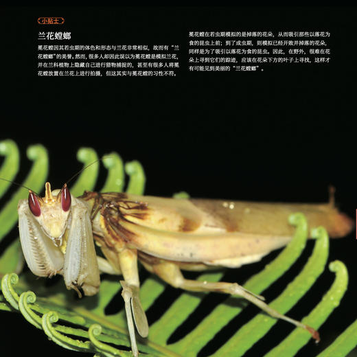 《生活观察图鉴 中国常见昆虫观察图鉴》 商品图9