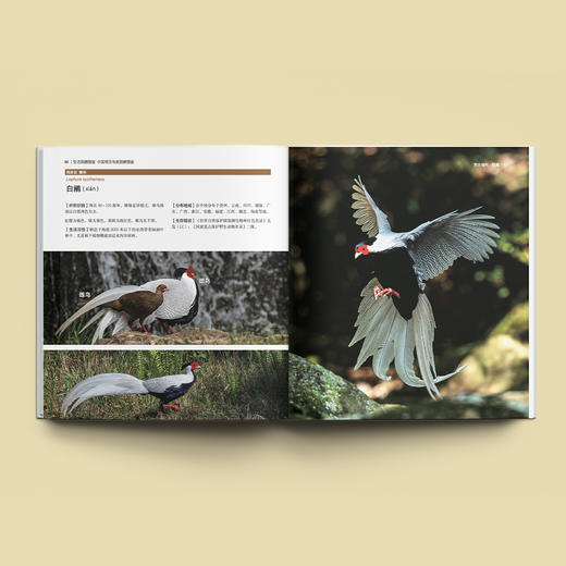 《生活观察图鉴 中国常见鸟类观察图鉴》 商品图2
