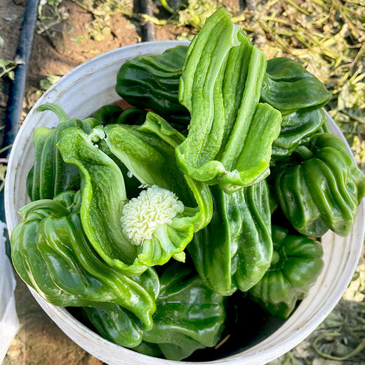 农家种植薄皮脆椒  麻椒  皮薄脆嫩  口感微甜  每天新鲜采摘发货  青椒  300g 商品图3