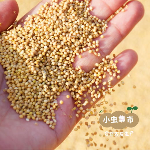生态小米米线 500g/袋*2 | 合作农友生产，来自江西抚州，生产者是：李明攀 *【公平贸易农人定价】 商品图6