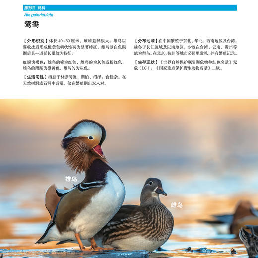《生活观察图鉴 中国常见鸟类观察图鉴》 商品图8