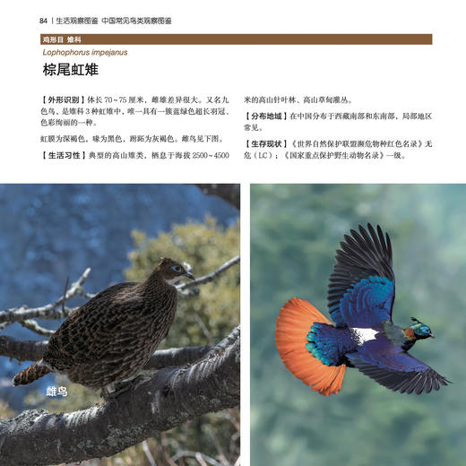 《生活观察图鉴 中国常见鸟类观察图鉴》 商品图6