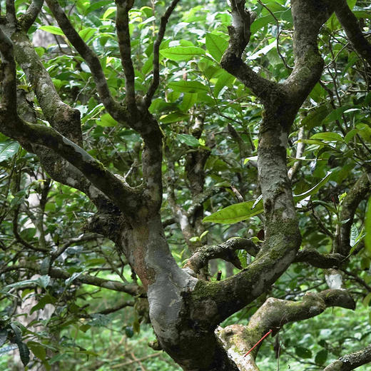 【君临天下】2021年滑竹梁子单株原料勐海普洱茶生茶357克/饼 商品图4
