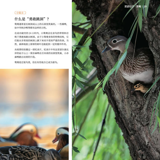 《生活观察图鉴 中国常见鸟类观察图鉴》 商品图9