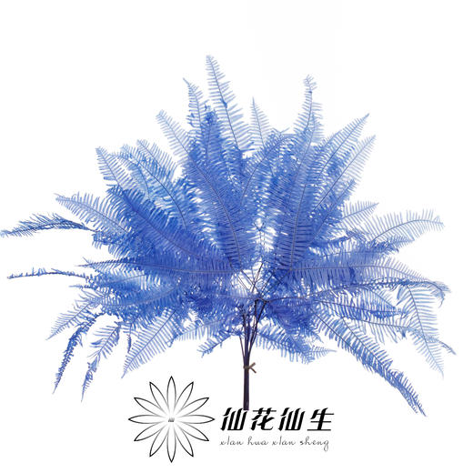 永生花材 ｜ 芒其叶蓝色 商品图0