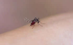  O型血更容易招蚊子？这些超实用驱蚊方法，你值得拥有！ 