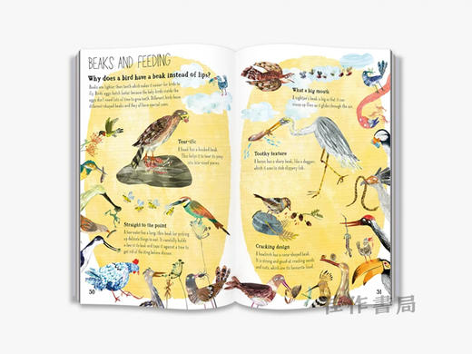 The Big Book of Birds (The Big Book Series) / 鸟类大书（大书系列） 商品图4