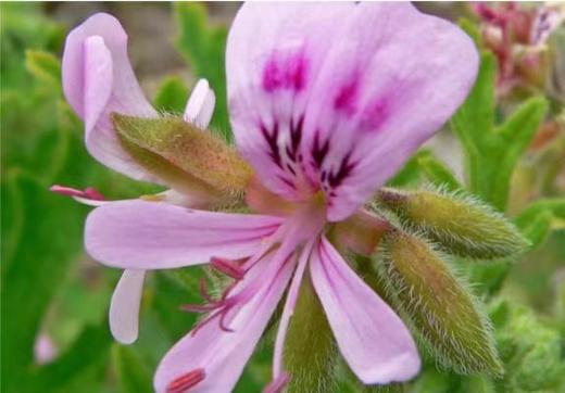 猫太推荐—AyuSkAma天竺葵精油 商品图1