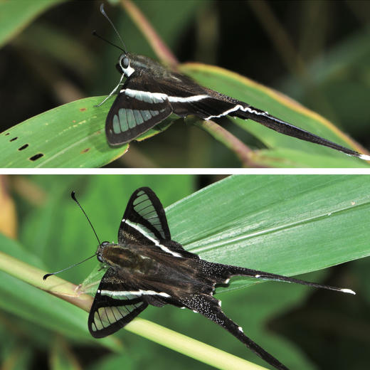 《生活观察图鉴 中国常见昆虫观察图鉴》 商品图12