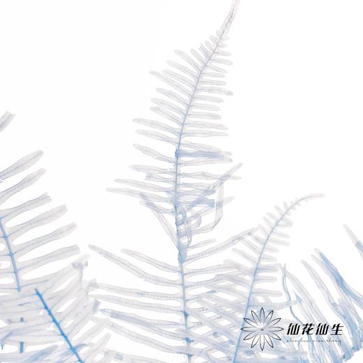 永生花材 | 芒其叶浅蓝色 商品图2