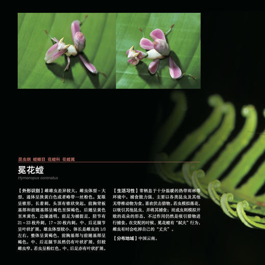 《生活观察图鉴 中国常见昆虫观察图鉴》 商品图8