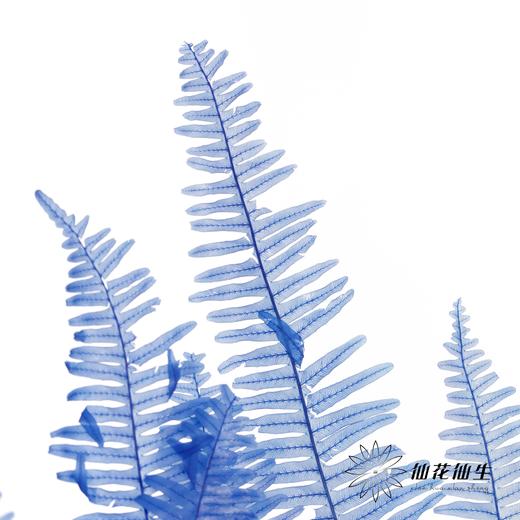 永生花材 ｜ 芒其叶蓝色 商品图1