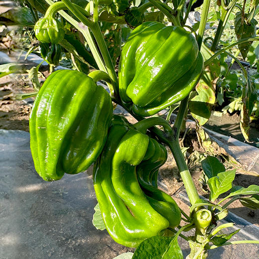农家种植薄皮脆椒  麻椒  皮薄脆嫩  口感微甜  每天新鲜采摘发货  青椒  300g 商品图1