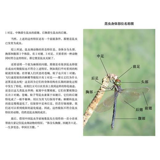 《生活观察图鉴 中国常见昆虫观察图鉴》 商品图5