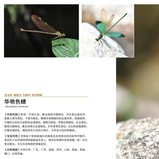 《生活观察图鉴 中国常见昆虫观察图鉴》 商品图10