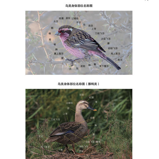 《生活观察图鉴 中国常见鸟类观察图鉴》 商品图5